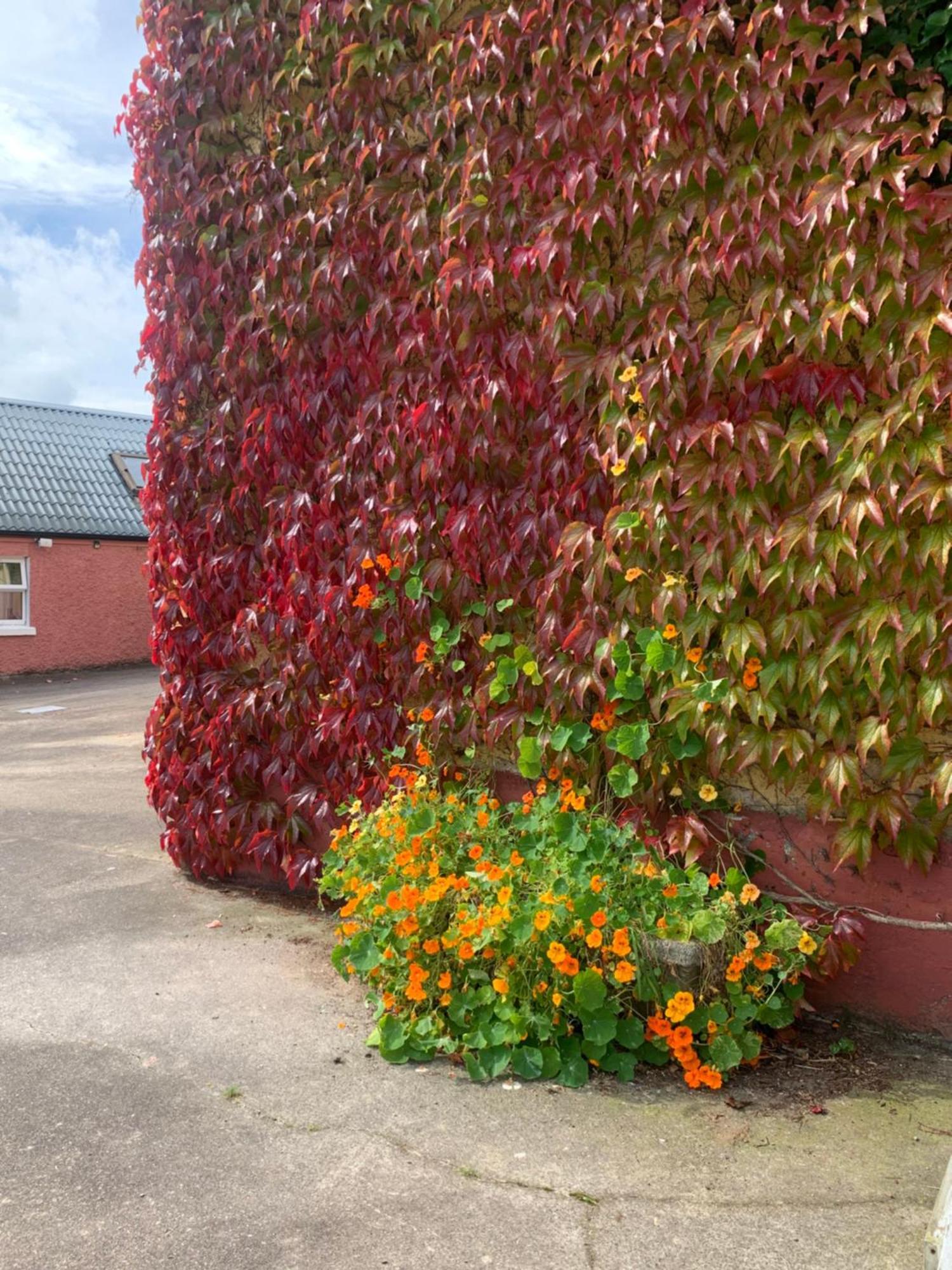 Wisteria Cottage Ballyconnell  Esterno foto